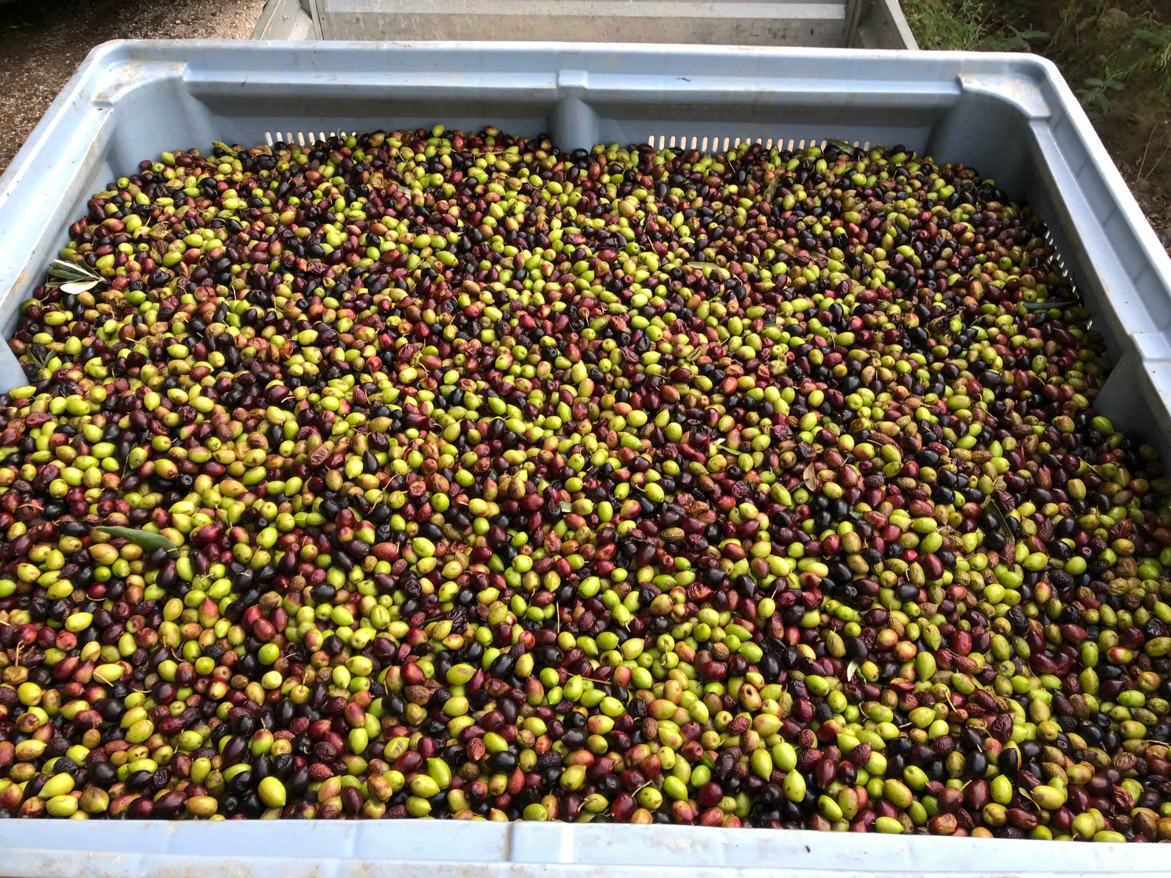 Récolte des olives au Mas de l'Olivière producteur d'huile d'olive artisanale à côté d'Argelès-sur-Mer dans les Pyrénées-Orientales