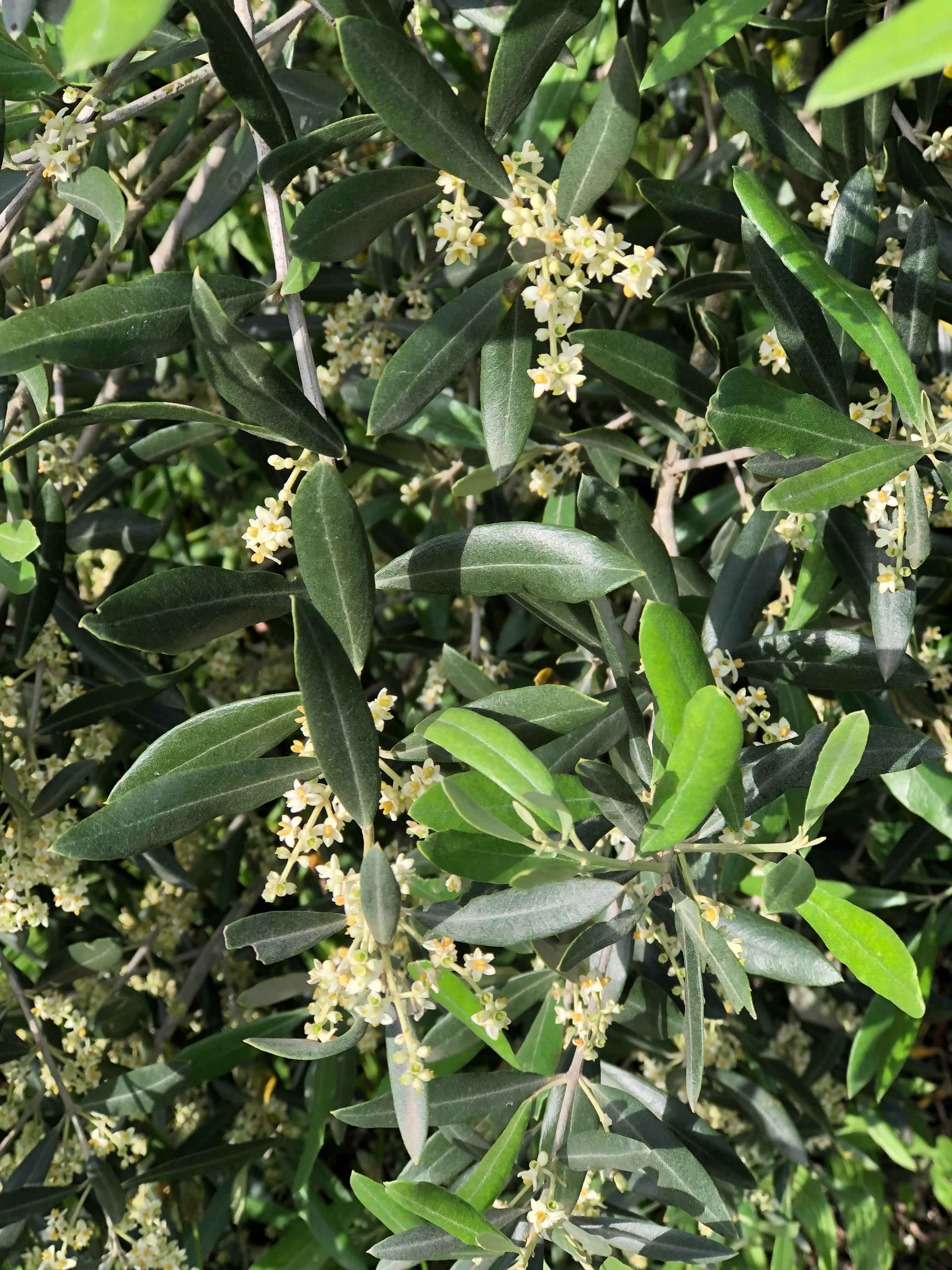 floraison des oliviers au mas de l'olivière dans les pyrénées orientales