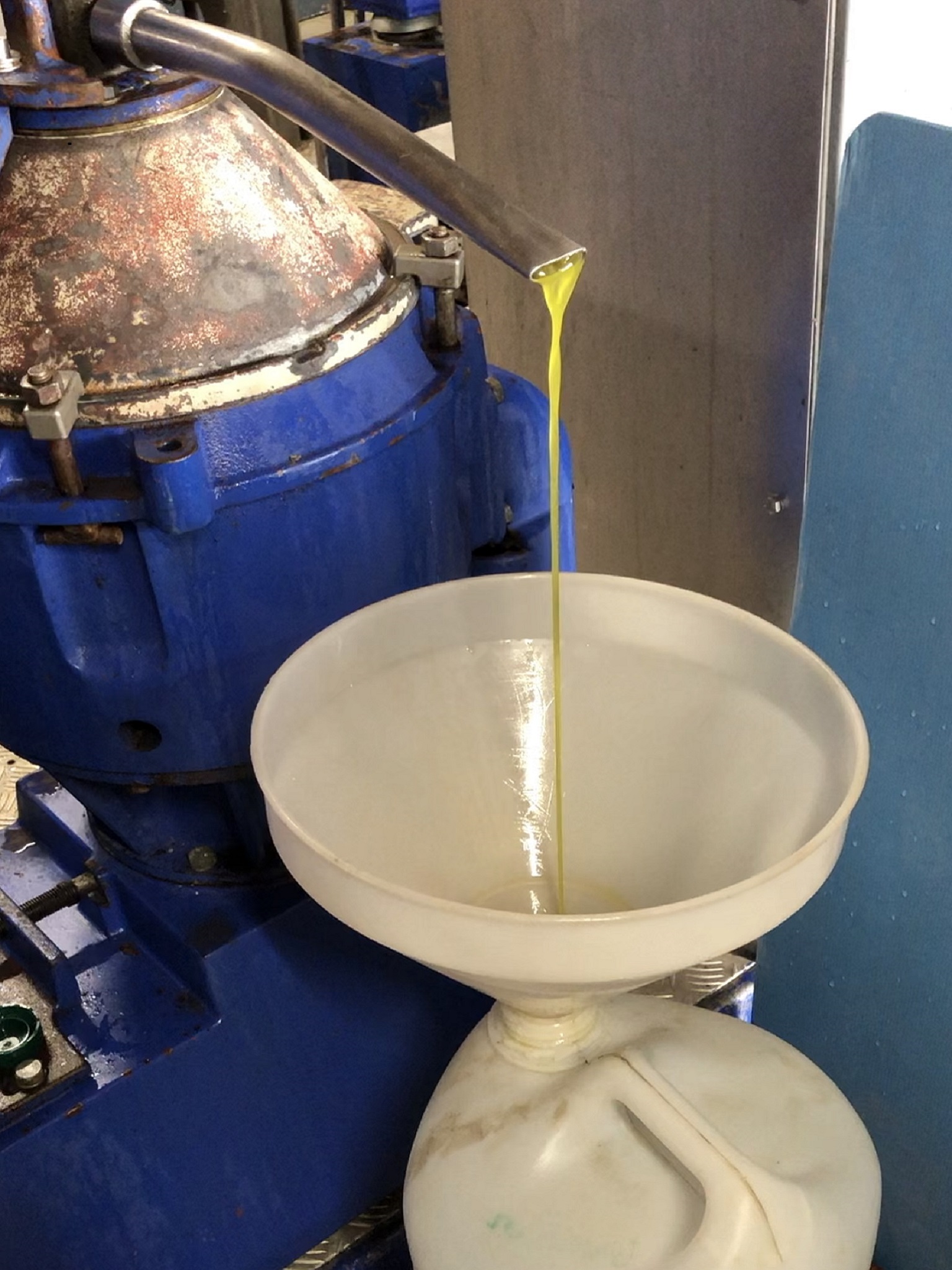 production d'huile d'olive artisanale à côté d'Argelès-sur-mer dans les Pyrénées-Orientales